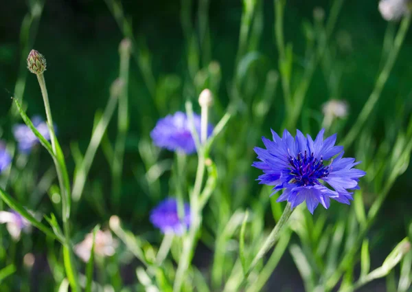 Cornflowers Summer Beautiful Wildflowers Cornflower Close View Top Side Blue — Stock Photo, Image