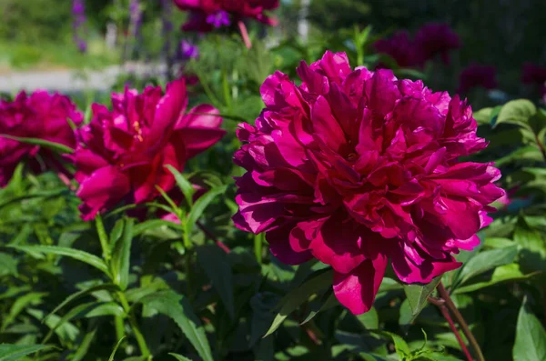 Pfingstrosen Garten Pfingstrosen Sommer Nahaufnahme Von Der Seite Rosa Rote — Stockfoto