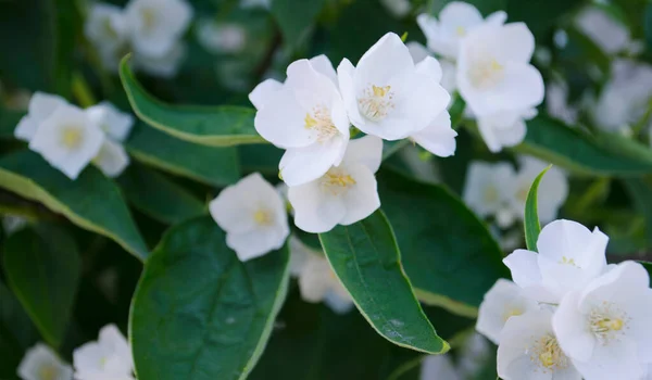 Jasmine Flowers Foreground Spring Summer Landscape Delicate Jasmine Flowers Close — Stock Photo, Image