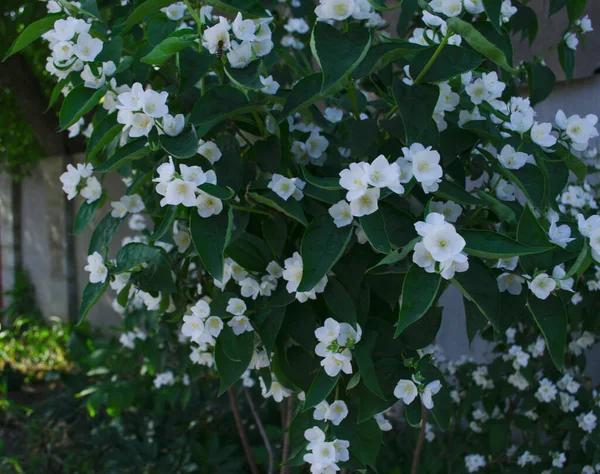 Jasminblüten Vordergrund Frühling Sommer Landschaft Mit Zarten Jasminblüten Nahaufnahme Der — Stockfoto