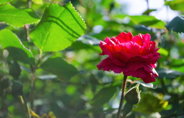 Rosen Sommer Buschrosen Schöner Strauch Aus Gelben Roten Rosa Rosen — Stockfoto