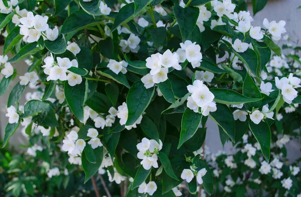 Jasmin Blomster Forgrunden Forår Sommer Landskab Med Sarte Jasmin Blomster - Stock-foto