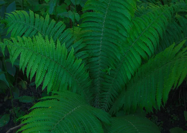 Fern Summer Fern Leaves Close Beautifully Body Young Leaves Green — Stock Photo, Image