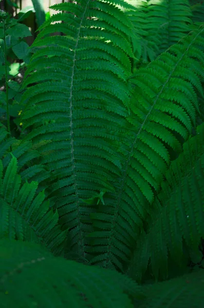 夏にシダ シダの葉が閉じている 緑のシダの若い葉の美しい体 — ストック写真