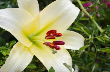 Zambaklar çiçek açıyor. Bahçe çiçekleri, sarı zambak, kraliyet çiçeği. Kırsal yaşam. Bahçenin yaz güzellikleri - kraliyet zambakları. Yan ve üstten görüntüle.