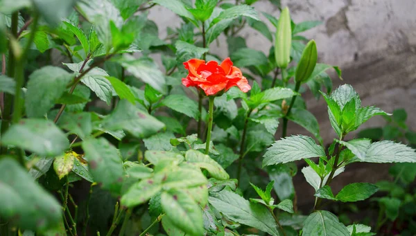 Rosa Ros Blomma Med Regndroppar Bakgrund Rosa Rosor Blommor Blommande — Stockfoto