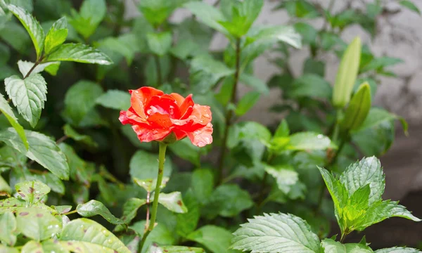 Rosa Rose Blume Mit Regentropfen Auf Einem Hintergrund Aus Rosa — Stockfoto