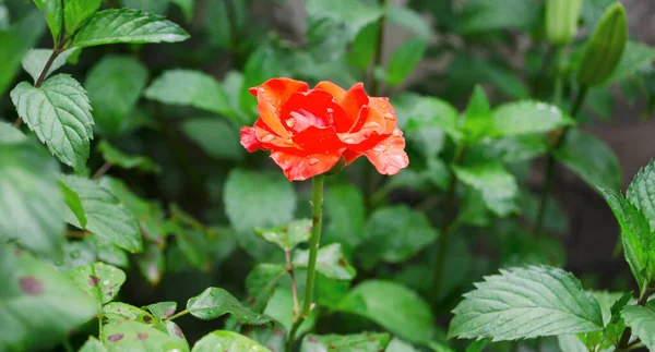 Rosa Rose Blume Mit Regentropfen Auf Einem Hintergrund Aus Rosa — Stockfoto