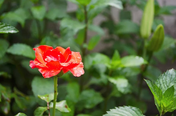 Rosa Rose Blume Mit Regentropfen Auf Einem Hintergrund Aus Rosa — Stockfoto