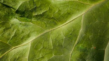 Bir ağacın yeşil yaprağı güneş ışığına kendi kendine izin verir. Makro çekimi.
