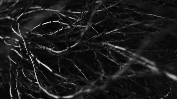 Макрозйомка Гілки Дерева Чорному Фоні — стокове фото