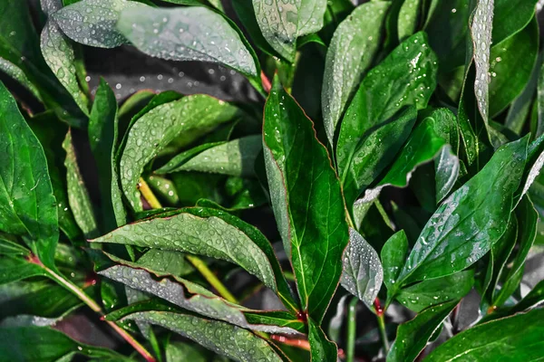Σταγόνες Στα Πράσινα Φύλλα Των Φυτών Μετά Βροχή Πράσινα Φύλλα — Φωτογραφία Αρχείου