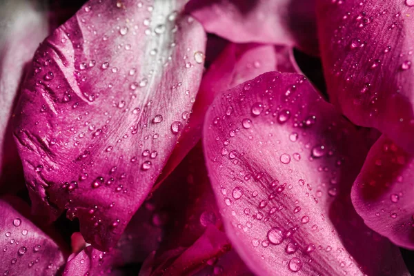 purple rose petals close-up. pink petals of peonies on a black background in drops of water. dew on the flowers.
