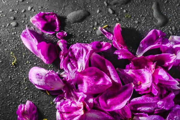 Purple Rose Petals Close Pink Petals Peonies Black Background Drops — Stock Photo, Image
