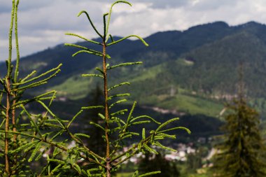 Bir kozalaklı ağacın tepesinde, dağ yamaçlarının arka planında. makro