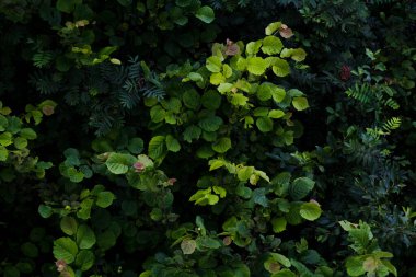 Kuşbakışı ağaç tepeleri. Yukarıdan bak. Dağlarda yaz