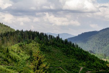 Dağların yamaçlarındaki kozalaklı ağaçlar ufukta batan güneşin arka planına karşı. manzara