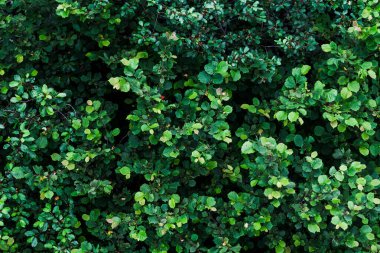 Kuşbakışı ağaç tepeleri. Yukarıdan bak. Dağlarda yaz