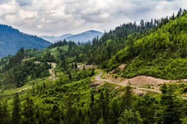 Dağların yamaçlarındaki kozalaklı ağaçlar ufukta batan güneşin arka planına karşı. manzara