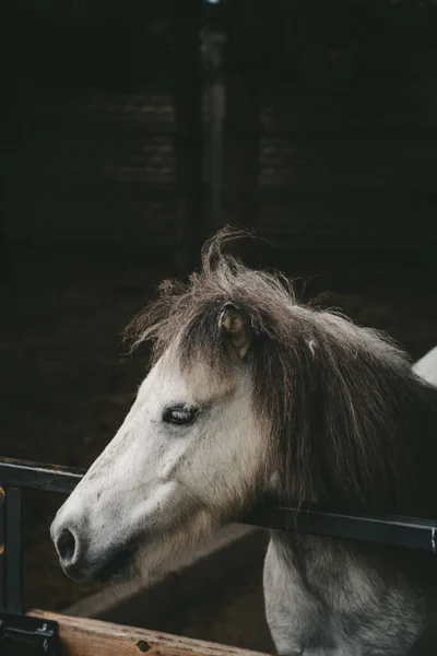Piccolo Cavallo Con Criniera Nera Pony Pelliccia Bianca Primo Piano — Foto Stock