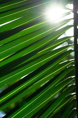 Güneş ışınları bir palmiye ağacının dalından süzülüyor.