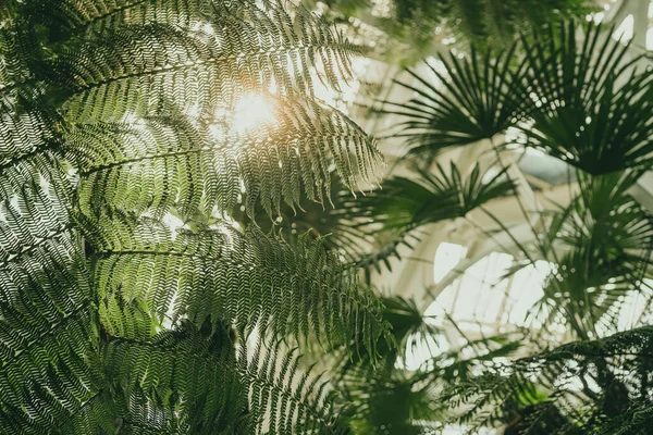 Зелена Гілка Папороті Пальмовими Рослинами Тропічному Ботанічному Саду — стокове фото