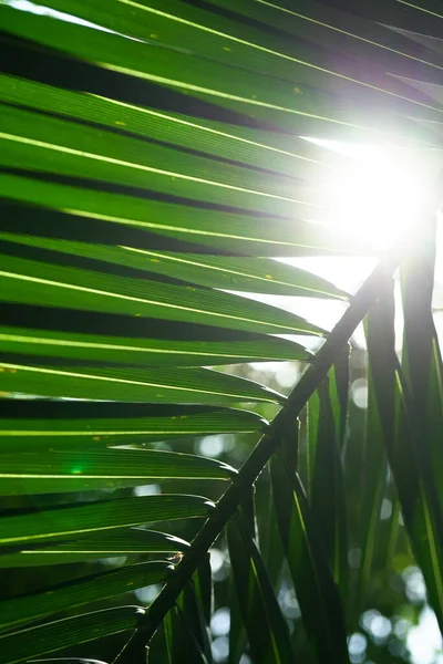 rays of the sun through a branch of a palm tree close-up