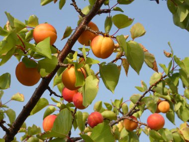 Bir ağacın İspanya olgun kayısı dolu