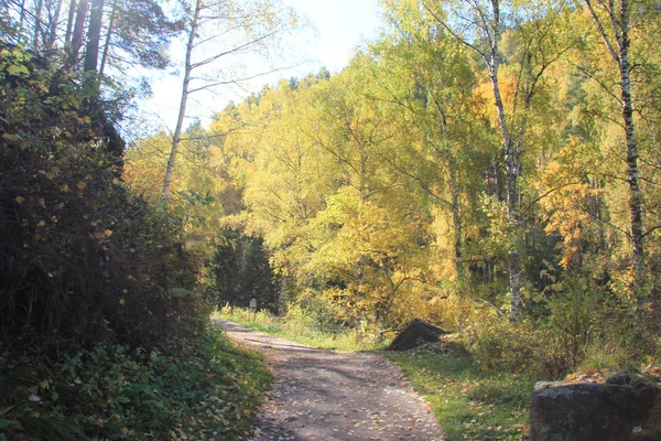 Otoño de oro en la región de Altai en Rusia. Hermoso paisaje - carretera en el bosque de otoño —  Fotos de Stock