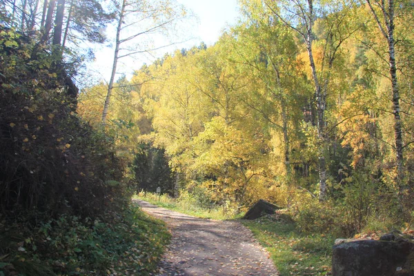 Gyllene höst i regionen Altai i Ryssland. Vackra landskap - vägen i höst skog — Stockfoto