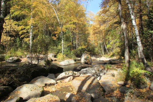 Otoño de oro en la región de Altai en Rusia. Hermoso paisaje - carretera en el bosque de otoño — Foto de Stock