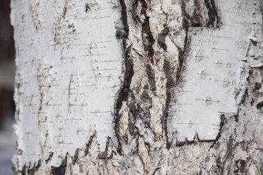 Arka plan dokusu. Eski bir huş ağacının kabuğu,