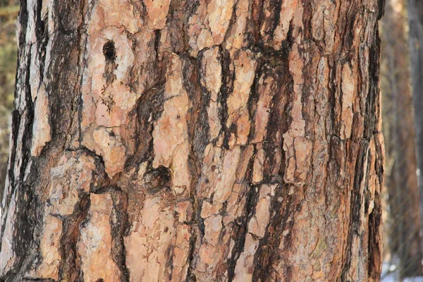 Textura pozadí. Kůra starého borového stromu. — Stock fotografie