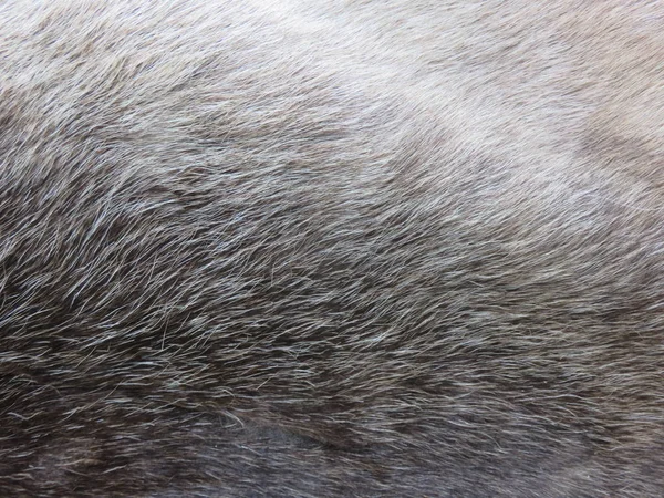 Textura de fondo. Piel de reno gris natural —  Fotos de Stock