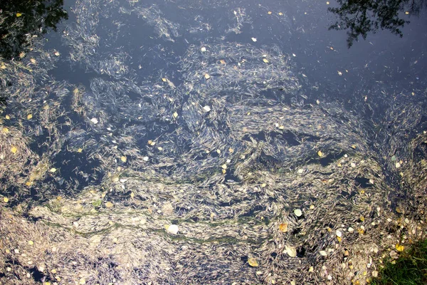 Aiguilles en mélèze et feuilles jaunes sur la surface de l'eau . — Photo