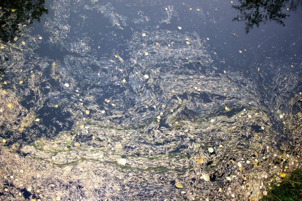 Lärchennadeln und gelbe Blätter auf der Wasseroberfläche. — Stockfoto