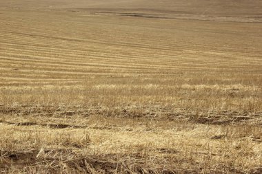 Arka plan dokusu. İlkbaharda eğimli bir alanda saman