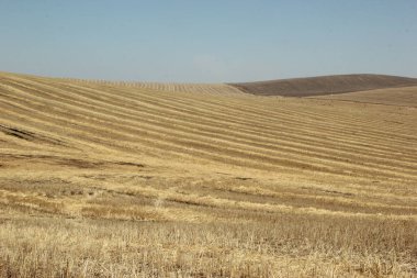Arka plan dokusu. İlkbaharda eğimli bir alanda saman