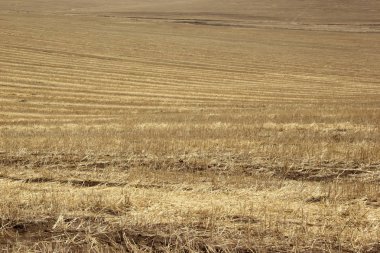 Arka plan dokusu. İlkbaharda eğimli bir alanda saman