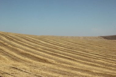 Arka plan dokusu. İlkbaharda eğimli bir alanda saman