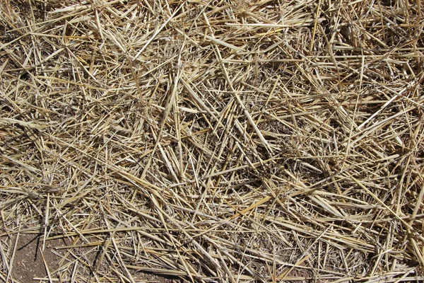 Textura de fundo. Palha em um campo inclinado na primavera — Fotografia de Stock