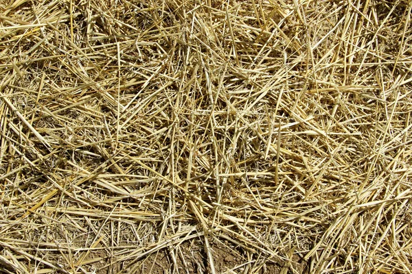 Background texture. Straw on a sloping field in spring — Stock Photo, Image