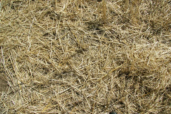 Textura de fondo. Paja en un campo inclinado en primavera — Foto de Stock