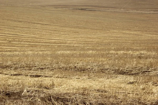 Arka plan dokusu. İlkbaharda eğimli bir alanda saman