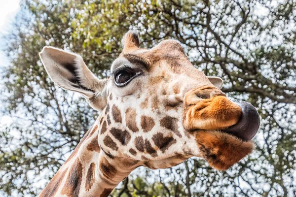 Girafe lécher avec la langue en kenya — Photo