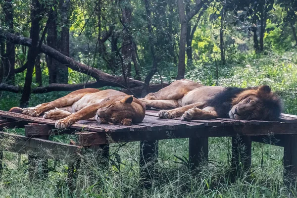 lion couple sleeps on wooden platform