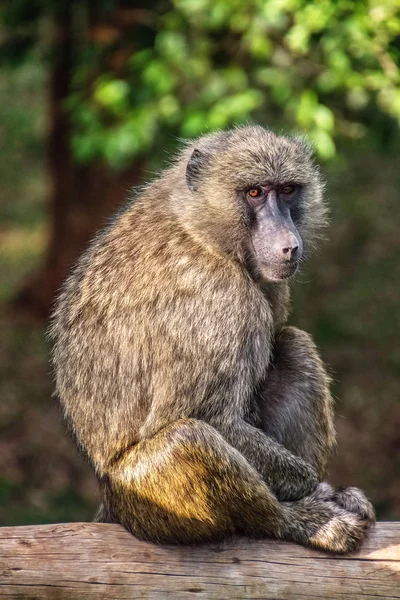 Babuino posa sobre una viga de madera — Foto de Stock