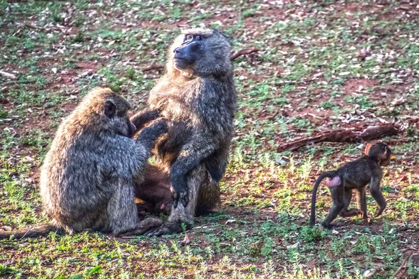 Babuíno casal com bebê — Fotografia de Stock