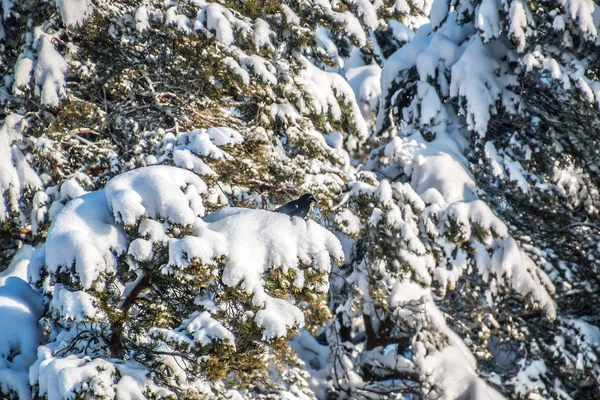 Ворона сидит на ветке заснеженного дерева — стоковое фото
