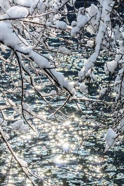 Snow covered branches and river isar in the sun — Stock Photo, Image